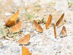 butterfly in the jungle Stock Footage