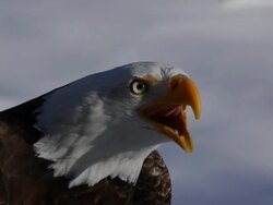 Screaming  bald eagle close up Stock Footage