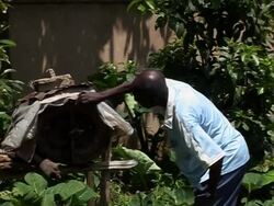 Beekeeping in the foothills of the Virunga mountain range News Clip