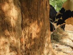Cows eating in ranch Stock Footage