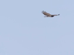 WS SLO MO TS View of Hawk flying in sky  / Central Kalahari Game Reserve, Botswana Stock Footage