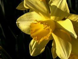 HD: Daffodil Stock Footage