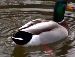 Mallard Drake Duck on a Pond Stock Footage
