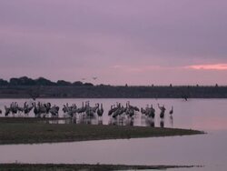 Common Cranes (Grus grus), at their roost on Lake Cubillar, Caceres Province in Extremadura, Spain Stock Footage