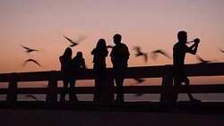 Silhouette panning: people like to take photo of  Seagull on a port at sunset Stock Footage