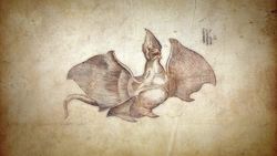 What Dragons Say About Us Instructional Video