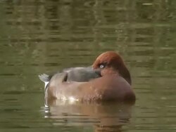 CU Shot of Ferruginous duck (Aythya nyroca) swimming in water / Jerusalem, Judea, Israel Stock Footage