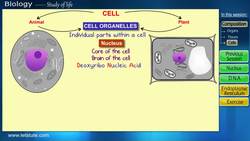 Cell Organelles and Functions - Nucleus & Endoplasmic Reticulum Instructional Video