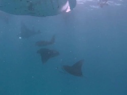  MS POV Shot of Manta ray chain / Hanifaru, Baa Atoll, Maldives    Stock Footage