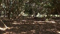 Fruit garden on summer day Stock Footage