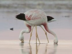 MS Shot of Andean Flamingos, Phoenicoparrus andinus walking in shallows feeding in high altitude salt lake / San Pedro de Atacama, Norte Grande, Chile Stock Footage