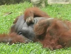 Orangutan scratching on the grass Stock Footage