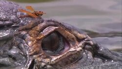 A dragonfly flies away from an alligator's eye in a rippling Florida swamp. Stock Footage