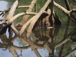 root of mangrove Stock Footage