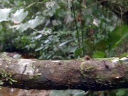 Tracking along a column of leaf cutter ants (Atta sp.) carrying their leaves along a branch above a stream. Stock Footage