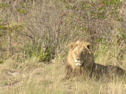 MS Shot of Sleepy male lion resting / Okavango Delta, North West District, Botswana Stock Footage
