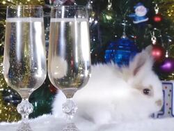 New Year - the symbol of 2011 Stock Footage