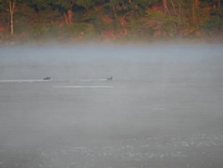 Ducks and fog on Walden Pond, Concord, Massachusetts Stock Footage