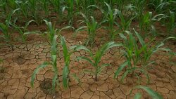 Corn field young corn plants stalks green field Stock Footage