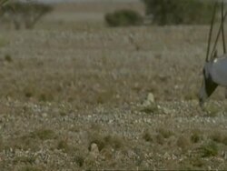 Group of Arabian Oryx walking in Jiddat al-Harasis desert Stock Footage