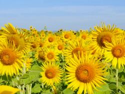 Sunflowers in the Fields at Spring Season Stock Footage