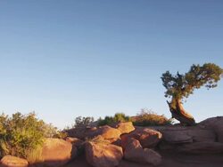 WS Pan View of pinon tree on desert  / Moab, Utah, United States  Stock Footage