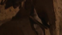 A bat crawls around a stalactite on a cave roof. Stock Footage