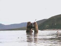 WS Brown bear eating fish / Caucasus, Russia Stock Footage