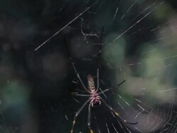 spider in web Stock Footage