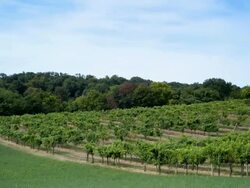 Vineyard; TIME LAPSE Stock Footage