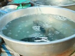 CU POV SLO MO Fish stall in market /  Vientiane, Laos Stock Footage