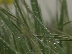 rainy day Stock Footage