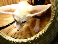 Puppy dog Stock Footage