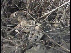 BOSNIA: MADELAINE ALBRIGHT VISITS SITE OF SUSPECTED MASS GRAVE News Clip