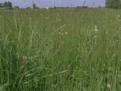 Iffley Meadows, Oxford, UK pan and crane, early Summer (part of time lapse seasonal series) Stock Footage
