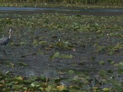 Great blue heron 12  1080/60i Stock Footage