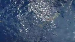 Whale-watching shots off the coast of off the coast of Isla del Meridiano in the Canary Islands News Clip