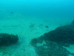 MS POV Shot of Various fish swimming or drifting and stingray lying camouflaged on sea floor / Matola, Maputo, Mozambique Stock Footage