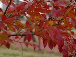 People exercise and running on the running track at Autumn Stock Footage