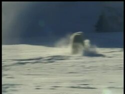 MS Polar Bear, Ursus maritimus, running through snow, Arctic Circle Stock Footage
