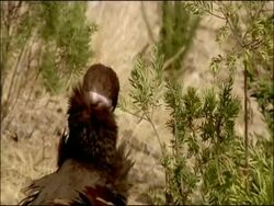 Immature Black Vulture (Aegypius monachus) intimidated by Griffon vultures, Autumn, Sierra Morena, Andalusia, Southern Spain Stock Footage