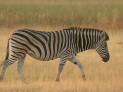 MS TS Shot of zebra herd walking and looking / Okavango Delta, North-West District, Botswana Stock Footage