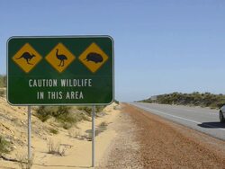 Wildlife sign in Lancelin on Indian Ocean Highway next to road in Western Australia Australia Stock Footage
