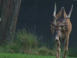 Big Horns Stock Footage