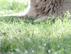 HD: Stray Dog Stock Footage