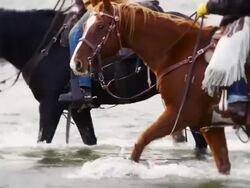 Cowboy and Cowgirls on horseback Crossing river Stock Footage