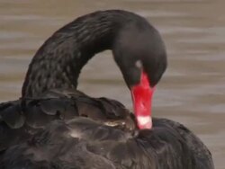 Spring Wildlife at St James Park in London News Clip