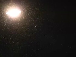 Insects at Night Stock Footage