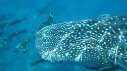 Endangered Species Pelagic Whale Shark (Rhincodon types) swimming with Cobia (Rachycentron canadum).  A perfect demonstration of primal instinctive animal behaviour. A symbiotic relationship that ensures their success and survival as a species. Stock Footage