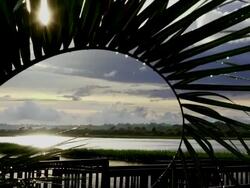 Marsh Palm After Spring Rain Stock Footage